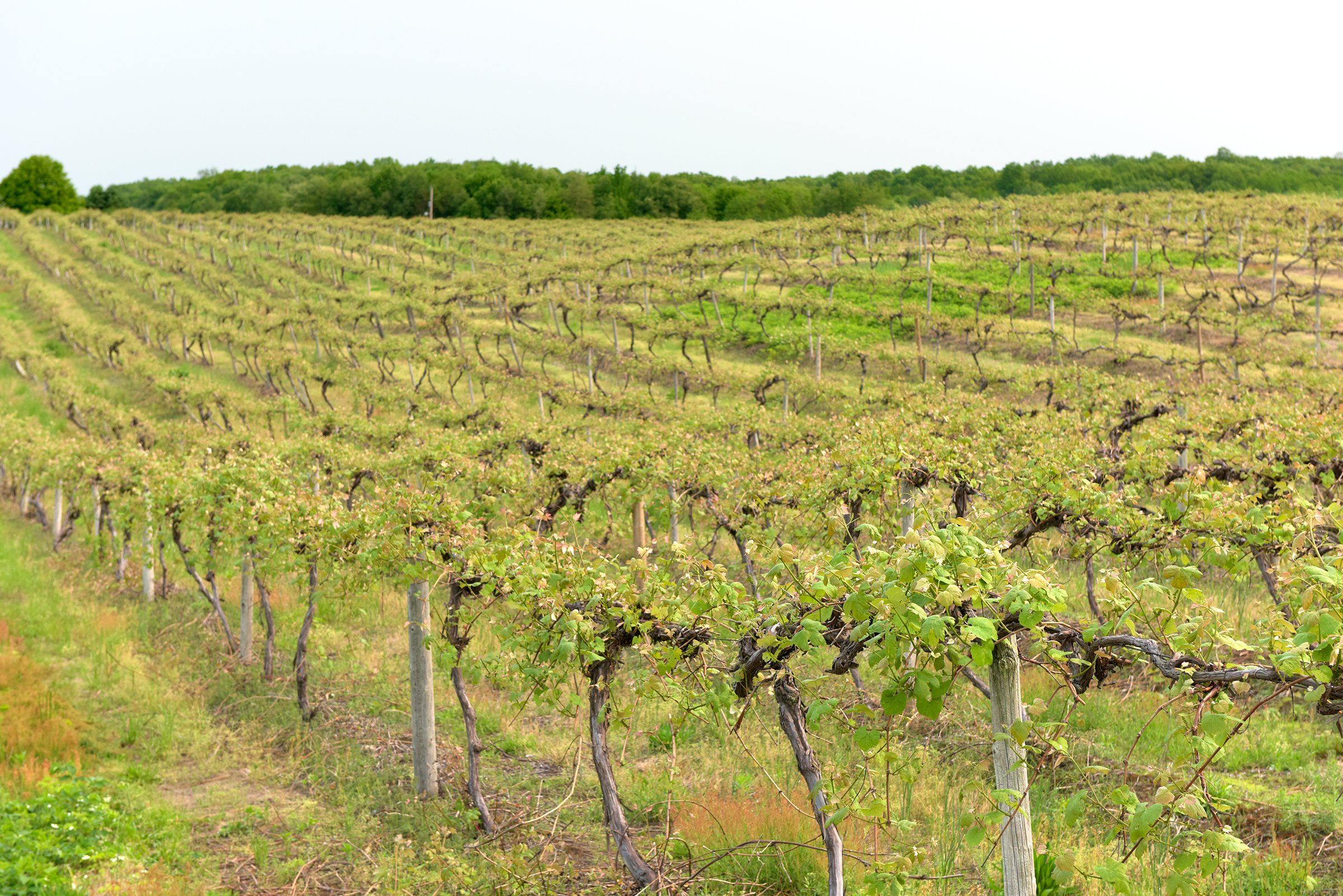 Concord Grapes in Van Buren County, Michigan farmland - LAND AUCTION - 194+/- ACRES OFFERED IN 5 TRACTS IN VAN BUREN COUNTY, MICHIGAN